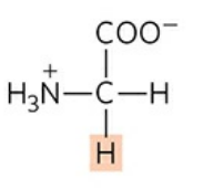 <p>Abbreviations: Gly, G</p><p>One of the alpha helix breakers since it has two Hs, making it not optically active</p>