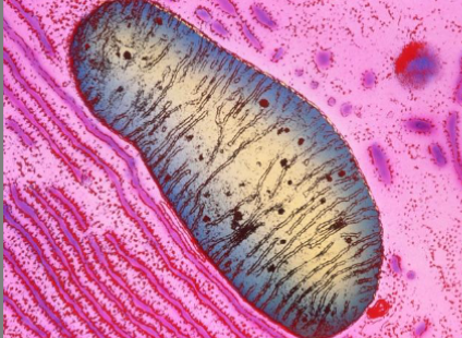<p>what kind of microscope is this image from </p>