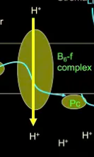<p>protein complex that linked PSII and PSI in ETC during photosynthesis; containing cytochromes</p><ul><li><p>creates electrochemical gradient for ATP synthase</p></li></ul><p></p>