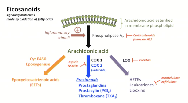 <p><span><span>Soluble signaling molecules made by oxidation of fatty acids.</span></span></p><p><span><span>Principal mediators of the inflammatory response.</span></span></p><ul><li><p><span><span>Recruit more immune cells + promote cytokine release</span></span></p></li></ul><p></p>