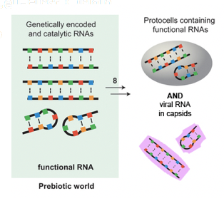 - Viruses coexisted with protocells on early earth
- "Selfish" genetic elements parsitized on independent replicating protocells since early Earth