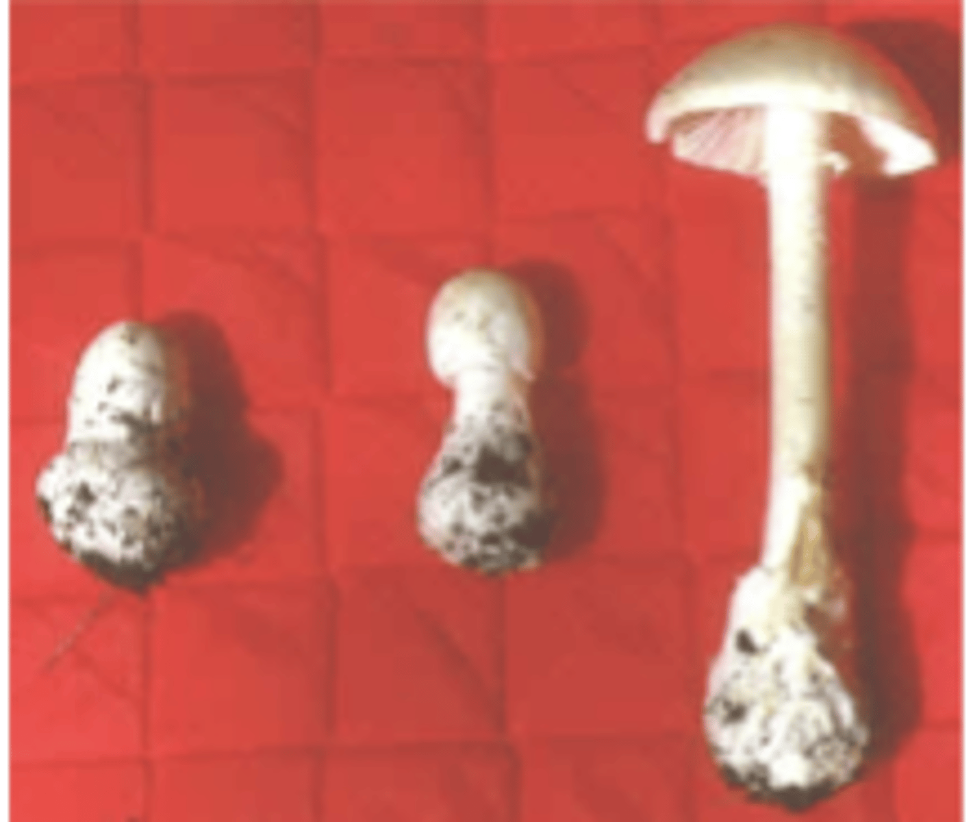 <p>which mushroom genus? which toxin?</p>
