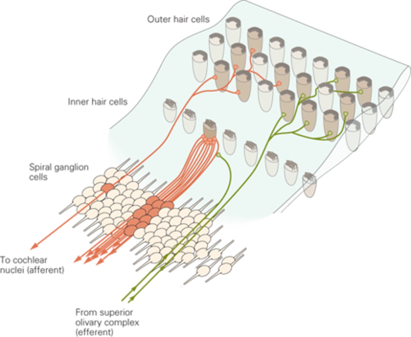 <p>Inner &amp; outer hair cells. IHC's (1 row) of mainly afferent hair cells and OHC's (3 rows) of mainly efferent hair cells.</p>