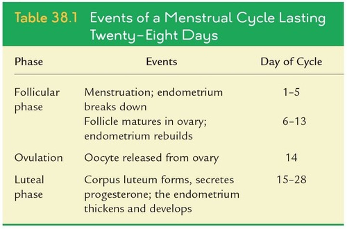 <p>Approximately 28-day cycle of uterine changes.</p>