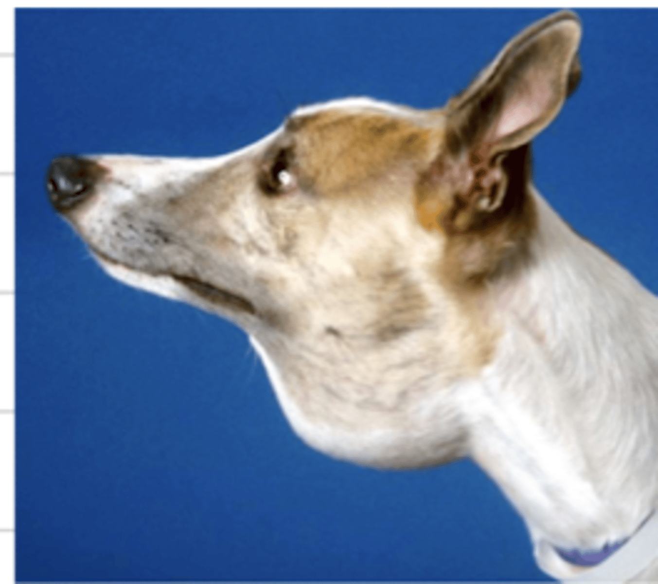 <p>what does this animal have?</p>