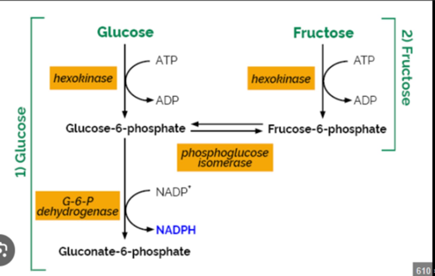 <p>c. fructose-6-phosphate</p>