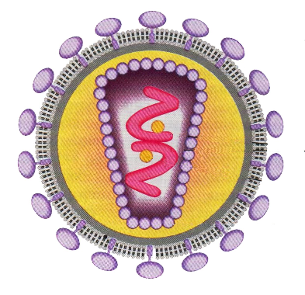 <p>A virus that contains RNA as its genetic material</p>