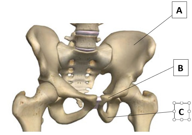<p><span>Which letter in the diagram below is pointing to the Ileum?</span></p>