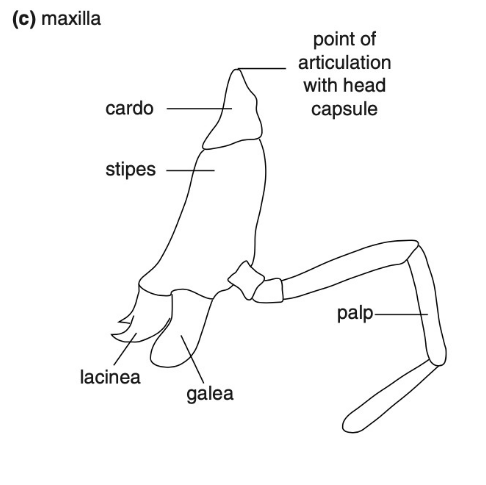 knowt flashcard image