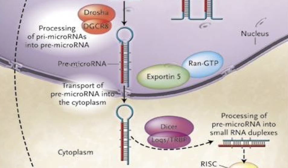 <p>Via <strong>Exportin-5</strong> and <strong>Ran-GTP</strong>, which <strong>recognise the pre-miRNA’s 2-nt 3′ overhang and facilitate nuclear export.</strong></p>