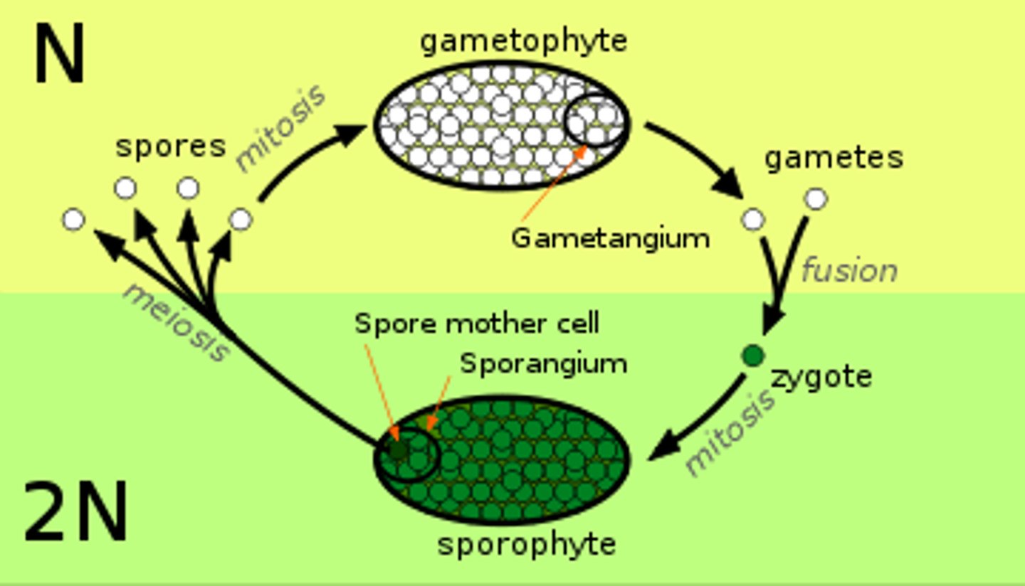 <p>The alteration of two or more different forms in the life cycle of a plant or animal.</p>