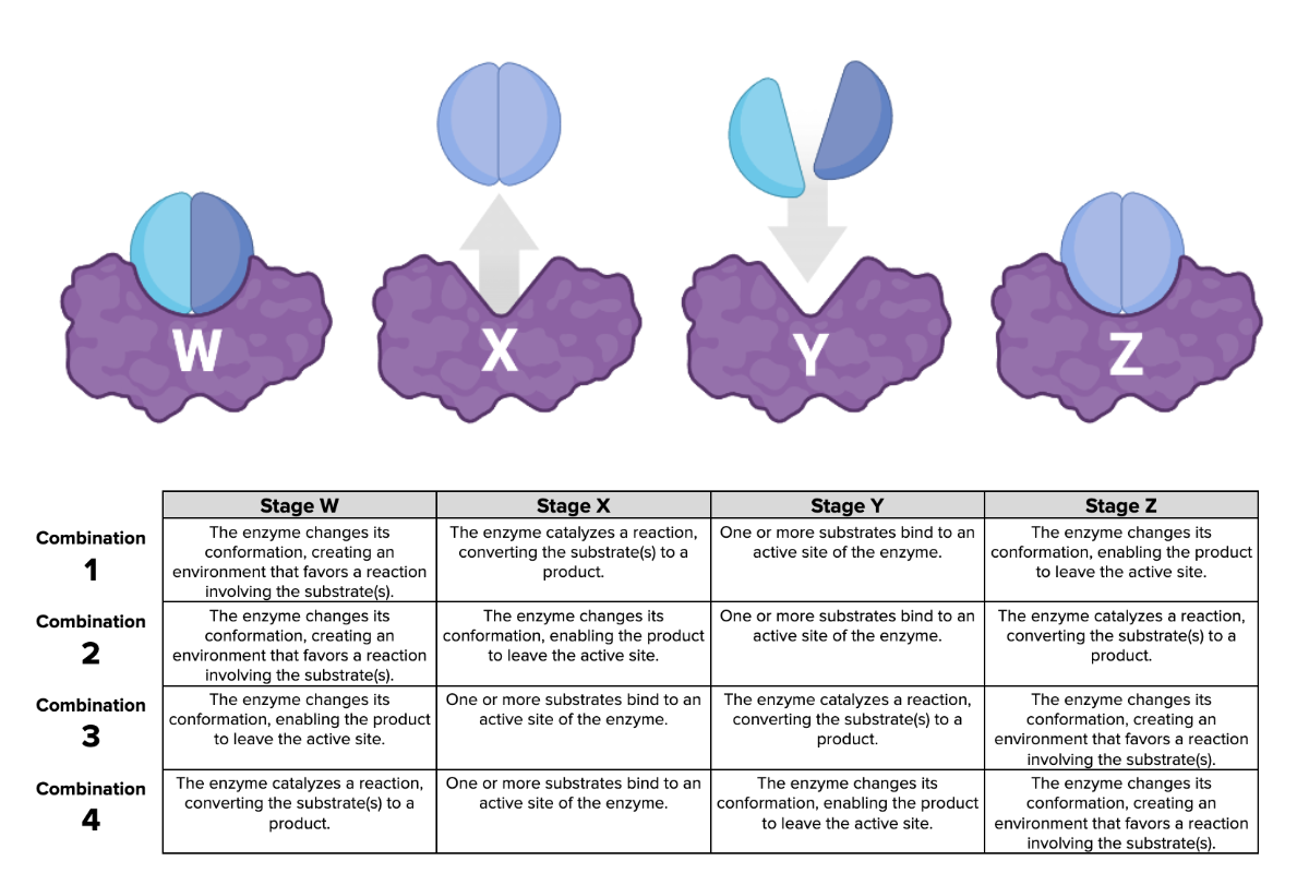 <p><span>Which combination of descriptions (1, 2, 3, or 4) in the table accurately describes each stage in the figure?</span></p>