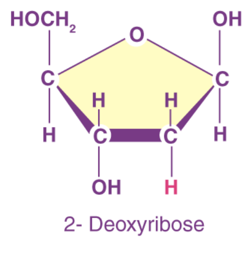 <p>pentose sugar (H chemical group); DNA</p>