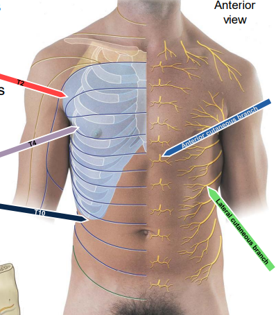 <p>Thoracic dermatome at the axillary level.</p>