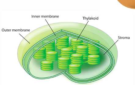 <p>What is this? What is its function?</p>