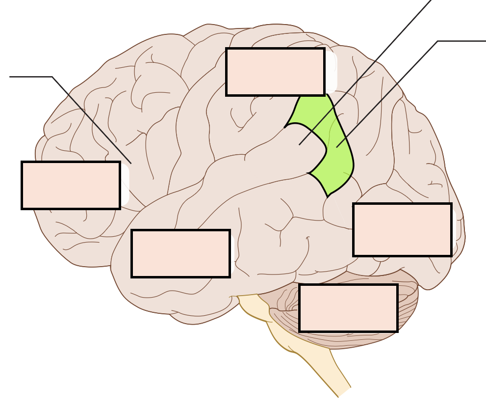 is involved in reading (turns written words into an auditory code to be interpreted by Wernicke's area)