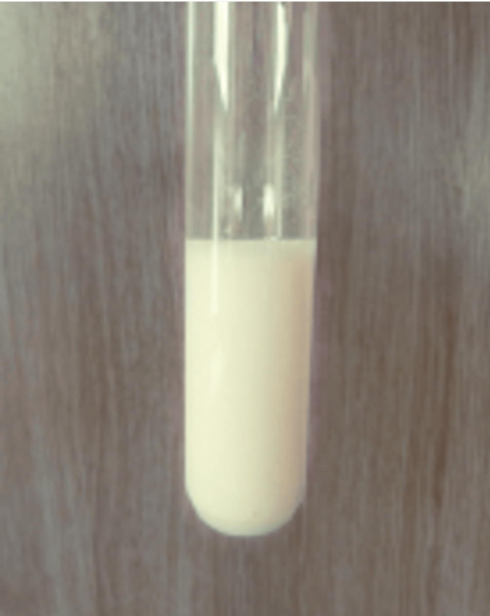 <p>Cream precipitate produced</p>