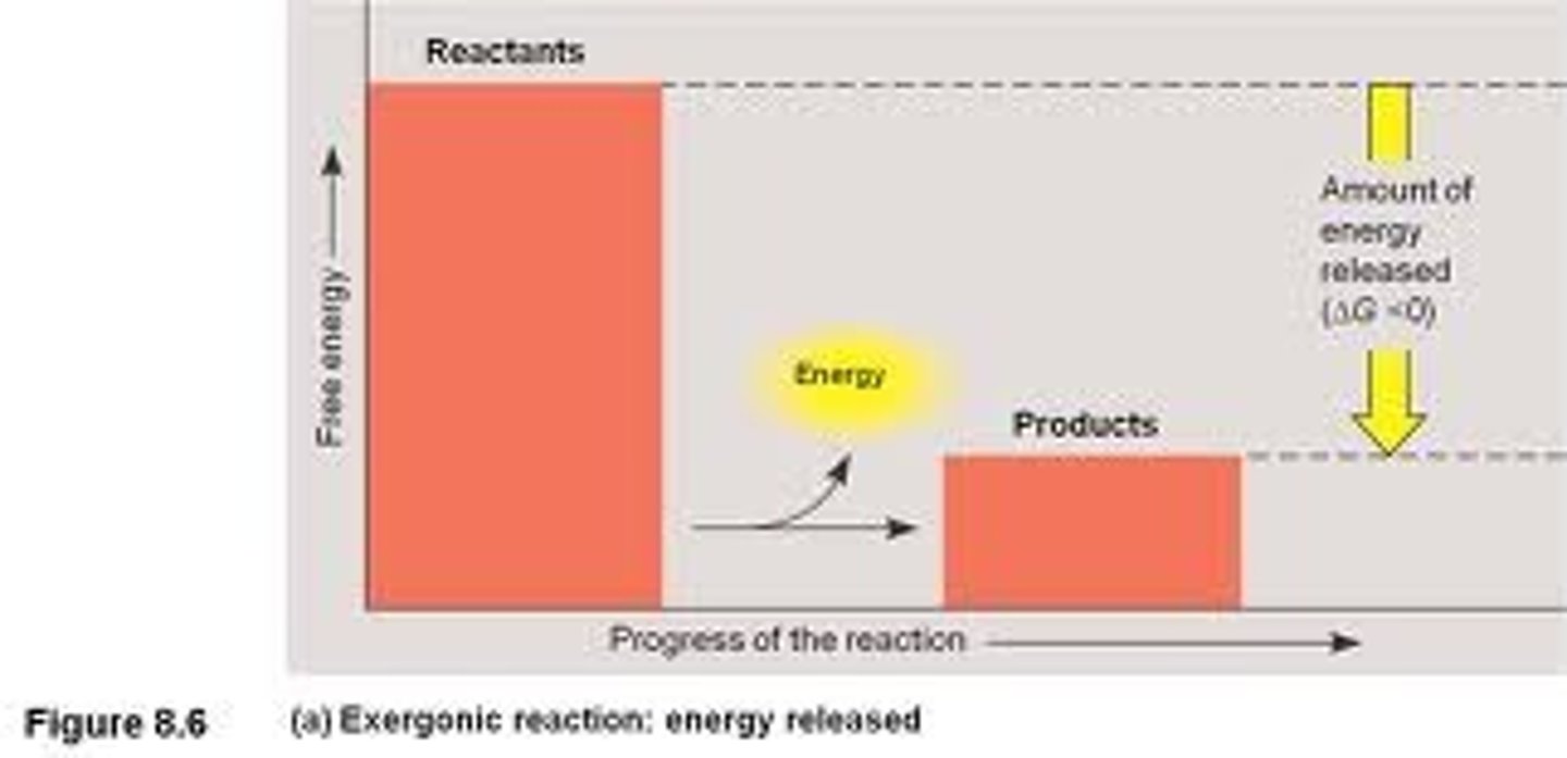 <p>Breaks molecules apart and releases energy; is spontaneous (no energy input)</p>