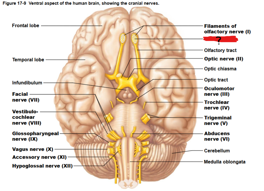 <p>Processes smell information.</p>