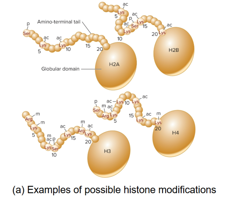<ul><li><p>&gt;50 enzymes in mammals that selectively modify amino terminal tails of histones</p></li><li><p>Acetylation, methylation and phosphorylation affect level of transcription and influence interactions between nucleosomes</p></li><li><p>occur in patterns that are recognized by proteins</p></li><li><p>pattern of modifications provide binding sites for proteins that specify alterations to be made to chromatin structure</p></li><li><p>proteins bind based on the code and affect transcription</p></li></ul><p></p>