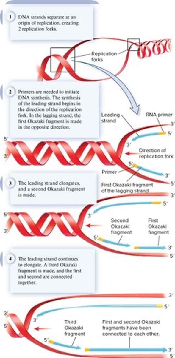 <p>Short DNA segments synthesized on the lagging strand.</p>
