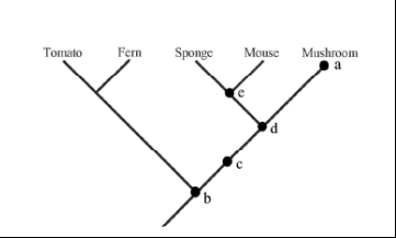 In the tree below, which letter represents the *most recent* common ancestor of the sponge and mushroom?

A. A

B. B

C. C

D. D

E. E