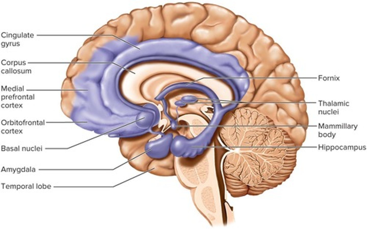 <p>It is an important center of emotion and learning.</p>
