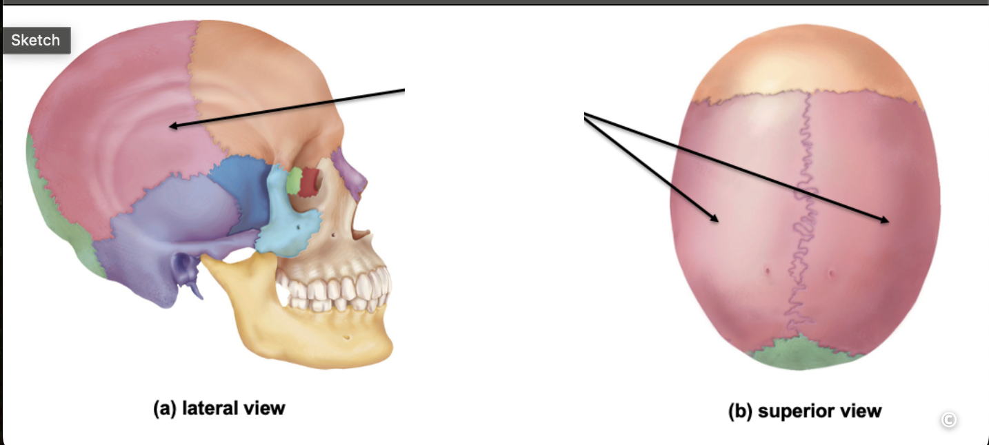 <p>Identify the cranial bone and it’s feature(s)</p>