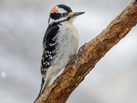 <p>Hairy Woodpecker</p>