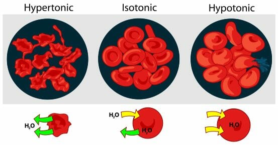 <p>hypertonic- H2O leaves; becomes shriveled isotonic- stable; H2O going in &amp; out hypotonic- H2O is filling it causing it to grow; cell will rupture</p>