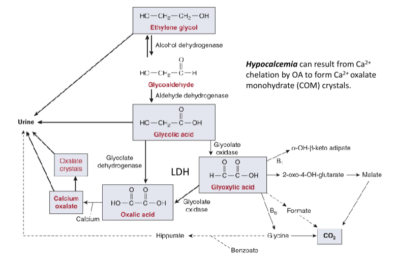 <p>A constituent of antifreeze that is also used to make plastic and polyester fibers. Exposure is often dermal, inhalation, or ingestion. It is quickly absorbed from the GI tract and distributed throughout the body water. It is metabolized by ADH to glycolaldehyde and then glycolic acid. The rate limiting step, the conversion of glycolic acid from ethylene glycol, results in accumulation of glycolic acid in the blood.</p>