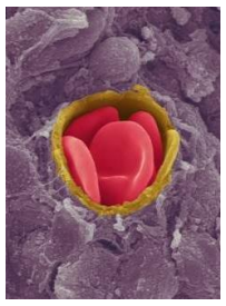 <p>simple tube of endothelial cells 8μm in diameter (red blood cell is 7.7μm).</p>