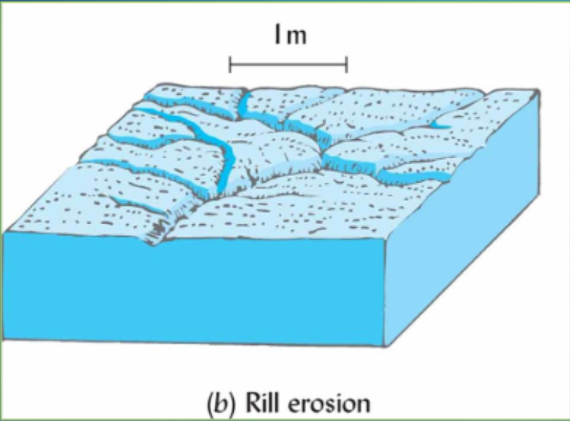 <p>Rill erosion</p>