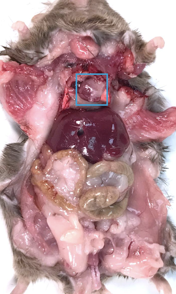 <p>What is this?</p>