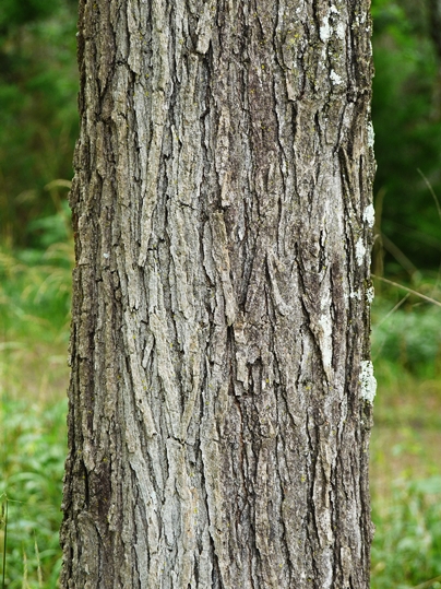 <p>slippery elm, Ulmus rubra (Ulmaceae)</p>
