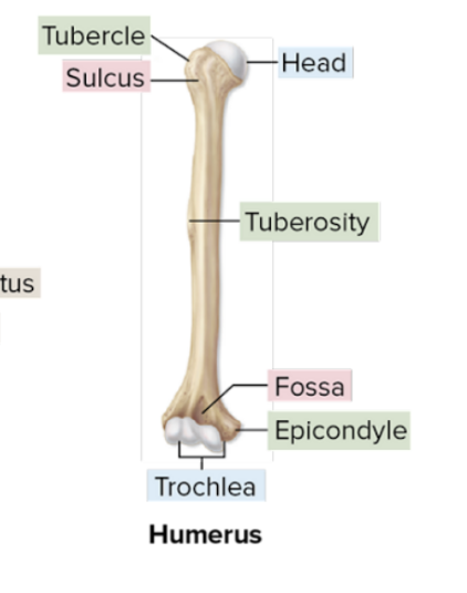 <p>Trochlea</p>