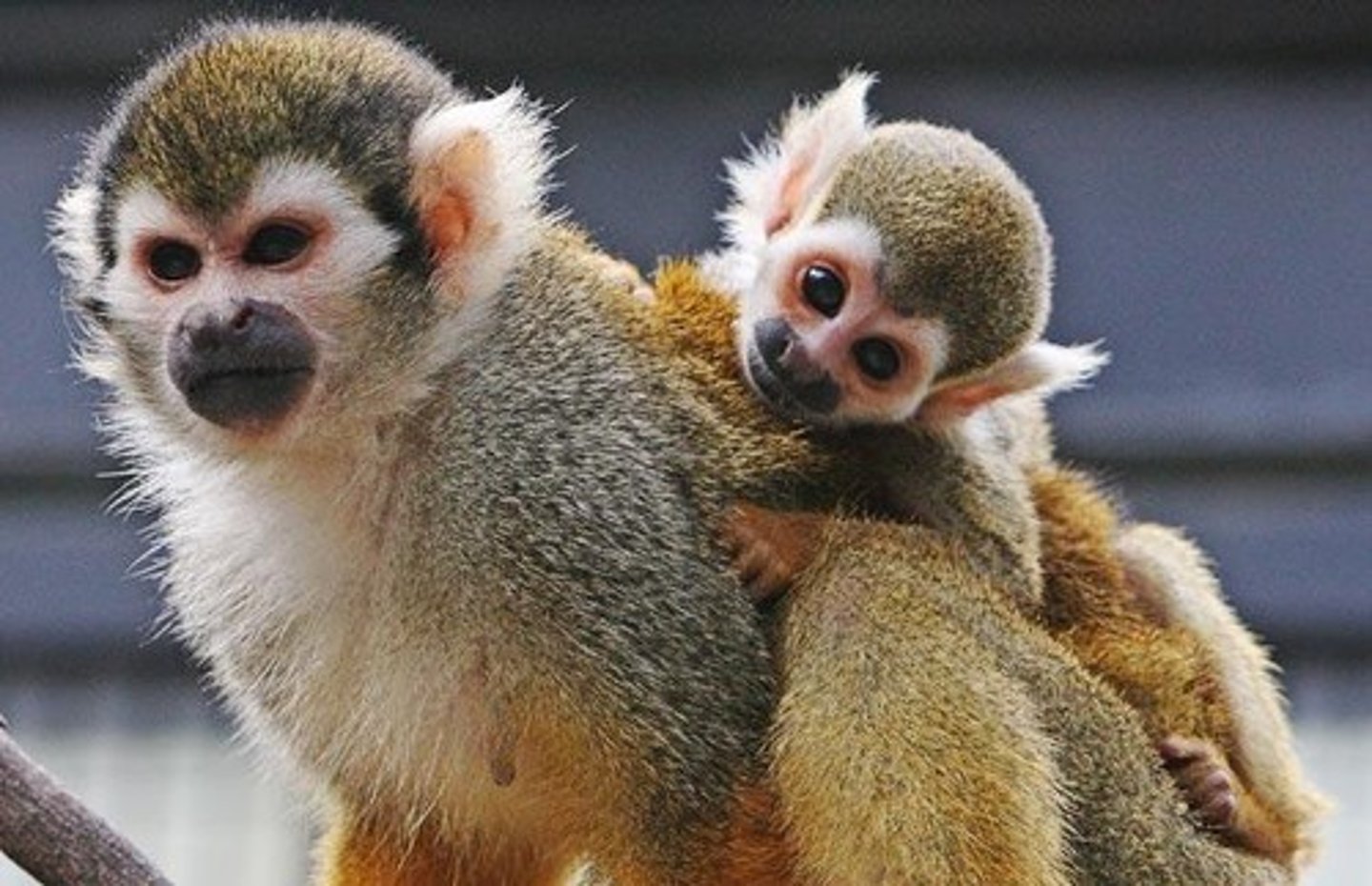 <p>Common squirrel monkey, CITIES II</p>
