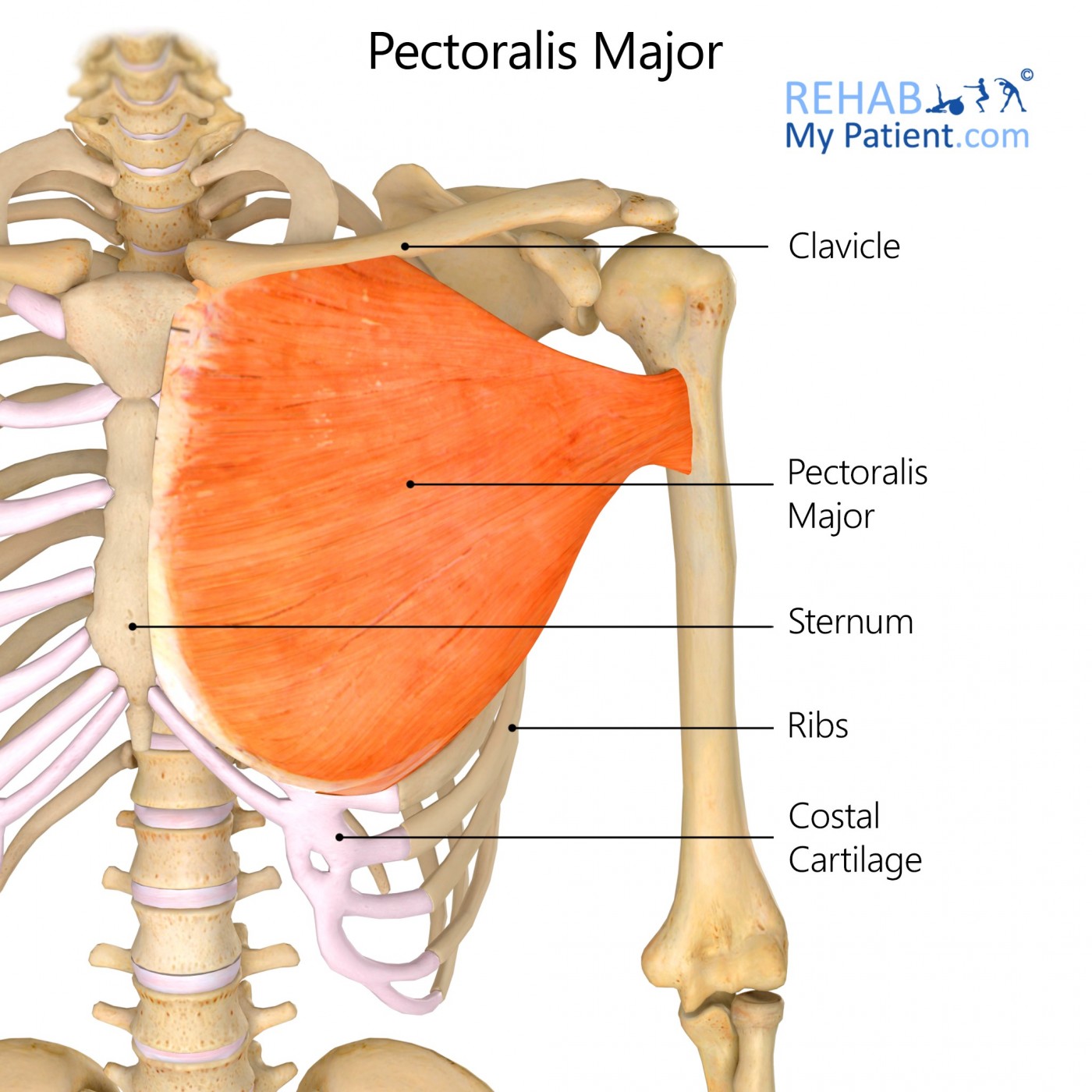 <p>Origin: Medial part of clavicle, sternum, costal cartilage (ribs 1-6), and rectus sheath Insertion: Crest of greater tubercle of humerus Action: Adductor, and rotates humerus at the shoulder joint</p>