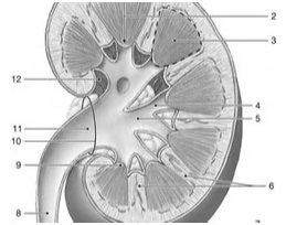 <p><span>Identify the structure labeled "9."</span></p>