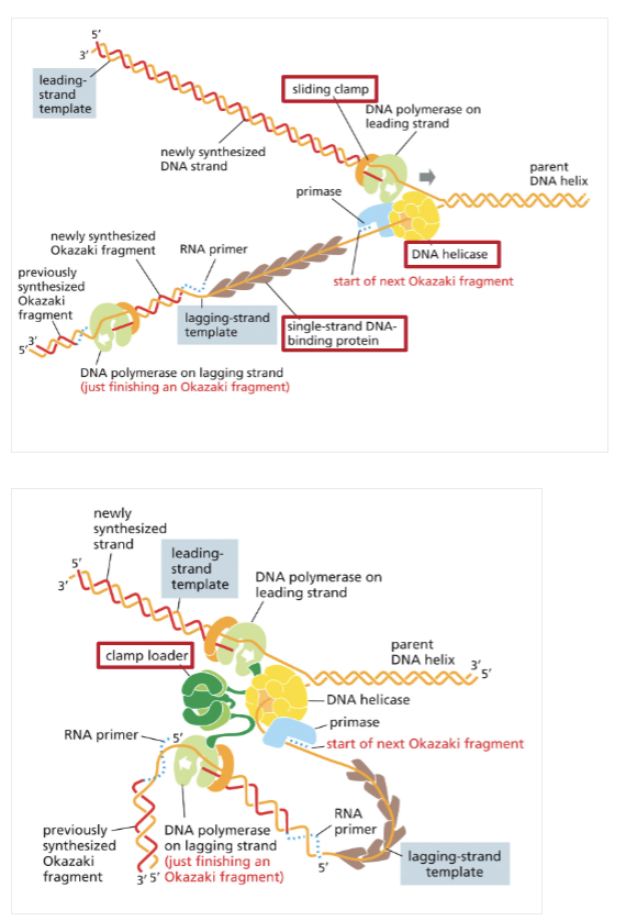 <ul><li><p>THE SLIDING CLAMP KEEPS THE POLYMERASE LOADED ON THE DNA</p></li><li><p>THE DNA HELICASE USES THE ENERGY OF ATP TO UNWIND DNA</p></li><li><p>SINGLE-STRAND DNA BINDING PROTEINS KEEP THE STRANDS APART AND ALLOW ACCESS FOR PRIMASE AND POLYMERASE </p></li><li><p>THE CLAMP LOADER: </p><ul><li><p>LOADS SLIDING CLAMPS ON THE LEADING AND LAGGING STRANDS</p></li><li><p>TETHERS THE DNA POLYMERASES TO ONE ANOTHER AT THE REPLICATION FORK </p></li></ul></li></ul><p></p>