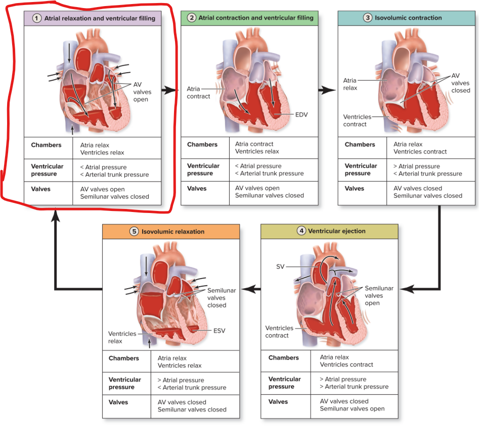 <ul><li><p>Four chambers at <strong>rest</strong></p></li><li><p><strong>Blood returning </strong>to <strong>both atria</strong></p></li><li><p>Passive <strong>filling of ventricles</strong></p></li><li><p><strong>AV valves open</strong></p></li><li><p>Atrial pressure <strong>&gt; </strong>ventricular pressure</p></li><li><p><strong>Semilunar valves closed</strong></p></li><li><p>Pressure in ventricles <strong>&lt; </strong>arterial trunk pressure</p></li></ul><p></p>