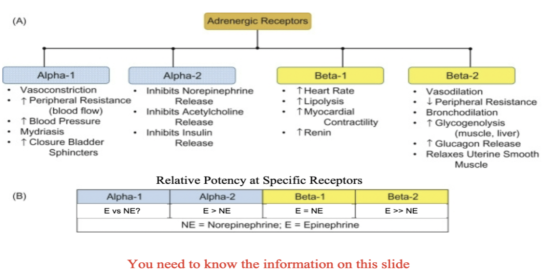 <ul><li><p>All of the adrenergic receptors are metabotropic receptors.&nbsp;</p></li><li><p>Both adrenergic and cholinergic receptors have multiple receptor subtypes&nbsp;</p></li><li><p>Adrenaline (epinephrine) or <strong>norepinephrine</strong> are receptor ligands to either a1, a2, or ß adrenergic receptors</p><ul><li><p>Anything that stimulates a1 causes increase of BP and inhibition causes decrease in BP&nbsp;</p><ul><li><p>increased intracellular Ca2+ and subsequent</p><p>smooth muscle contraction when stimulated</p></li></ul></li><li><p>B1 causes HR to increase which increases BP&nbsp;</p></li><li><p>B2 in bronchial tubes – causes muscle relaxation (b2 agonist causes bronchial to relax and dilates blood vessels)</p><ul><li><p>Opposes a1 effect&nbsp;</p></li></ul></li></ul></li></ul>