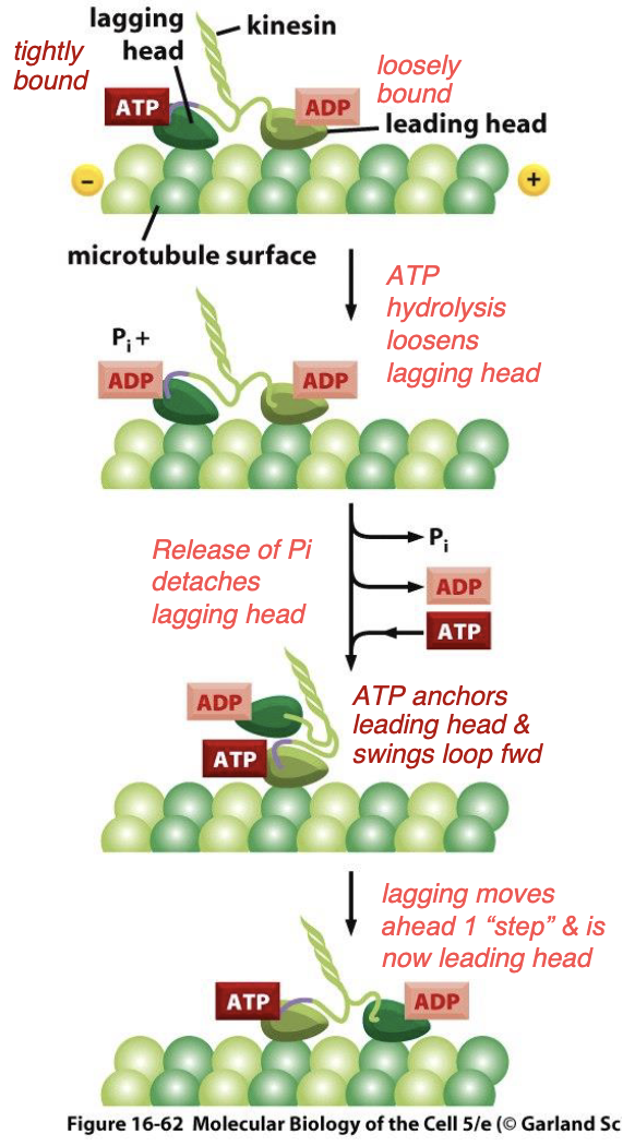 <p>how do kinesins work?</p><ol><li><p>leading head exchanges ADP for ATP, causing it to be - to the microtubules and for it to -</p></li><li><p>simultaneous - on lagging head + release of - from lagging head allows for it to detach from MT so it can swing forward to be the -</p></li></ol>