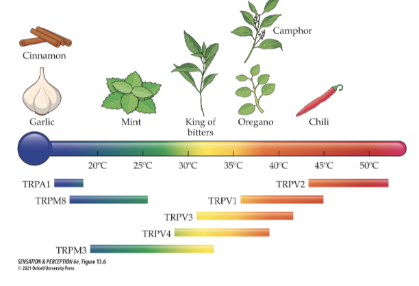 <ul><li><p>warmth fibres</p></li><li><p>polymodal nociceptors: inflammatory cells release prostaglandin, bradykinin or portions which activate their respective channels</p></li><li><p>intense heat, protons and capsaicin (in hot peppers) = capsaicin receptors (TRPV1)</p></li></ul><p></p>