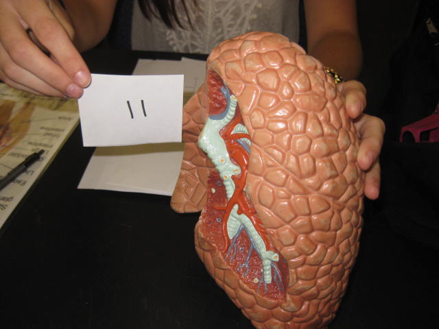 <p>Body Cavities and Body Systems</p><p>Lab Image 1-18</p>