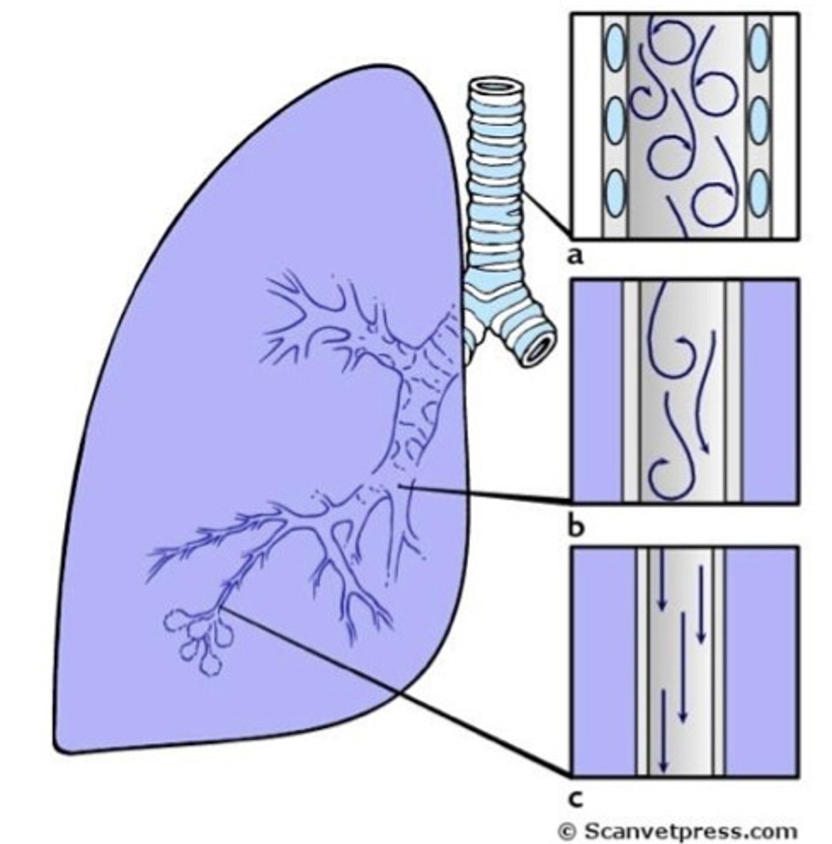 <p>higher as turbulence increases with speed of flow- which is greater in the larger airways.</p>
