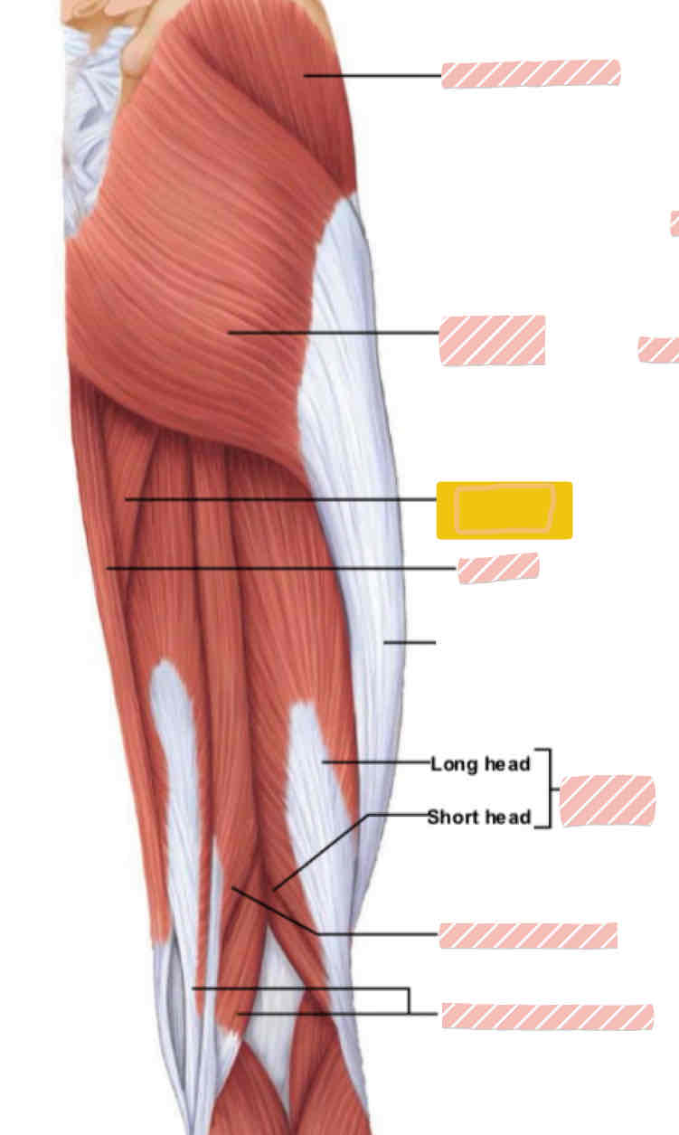 <p><span>Posterior leg (above knee)</span></p>