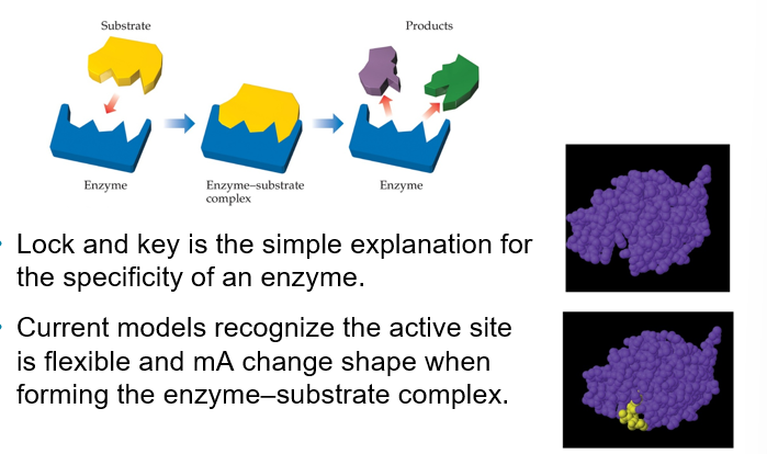 <p>Lock and key is the simple explanation for the specificity of an enzyme </p><p>Current models recognize the active site is flexible and mA change shape when forming the enzyme-substrate complex</p>