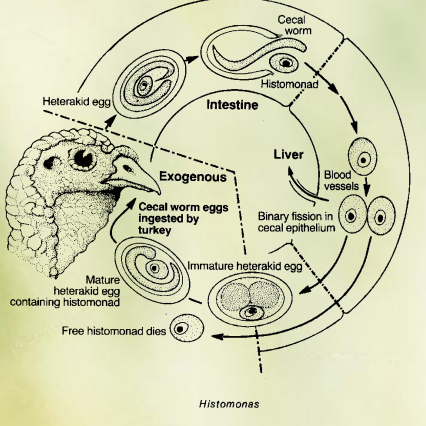 <p>This is the life cycle of?</p>