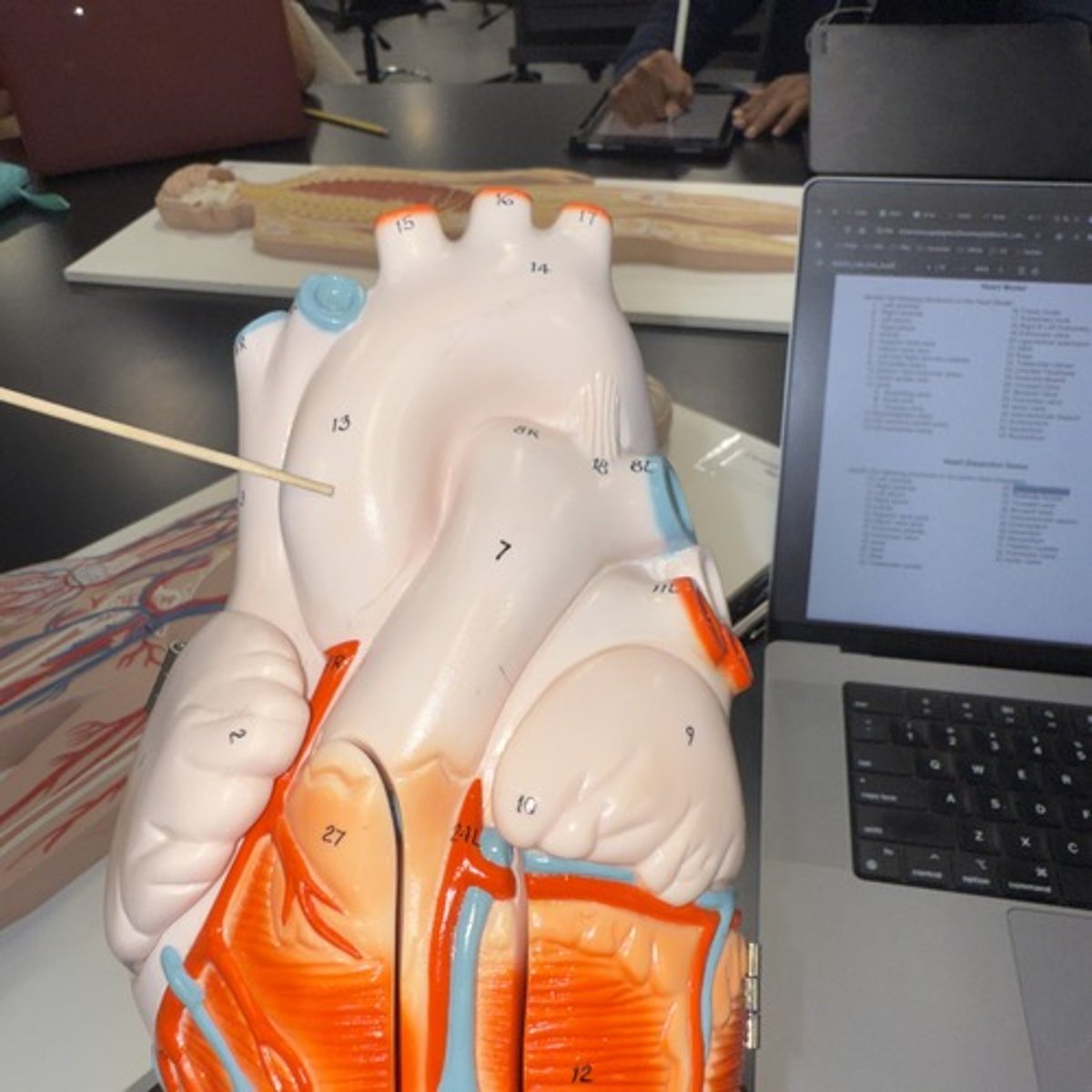 <p>Identify the structure.</p>